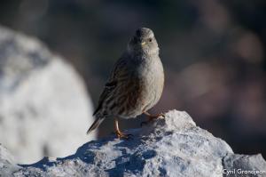 Baou de la Gaude et Saint Jeannet