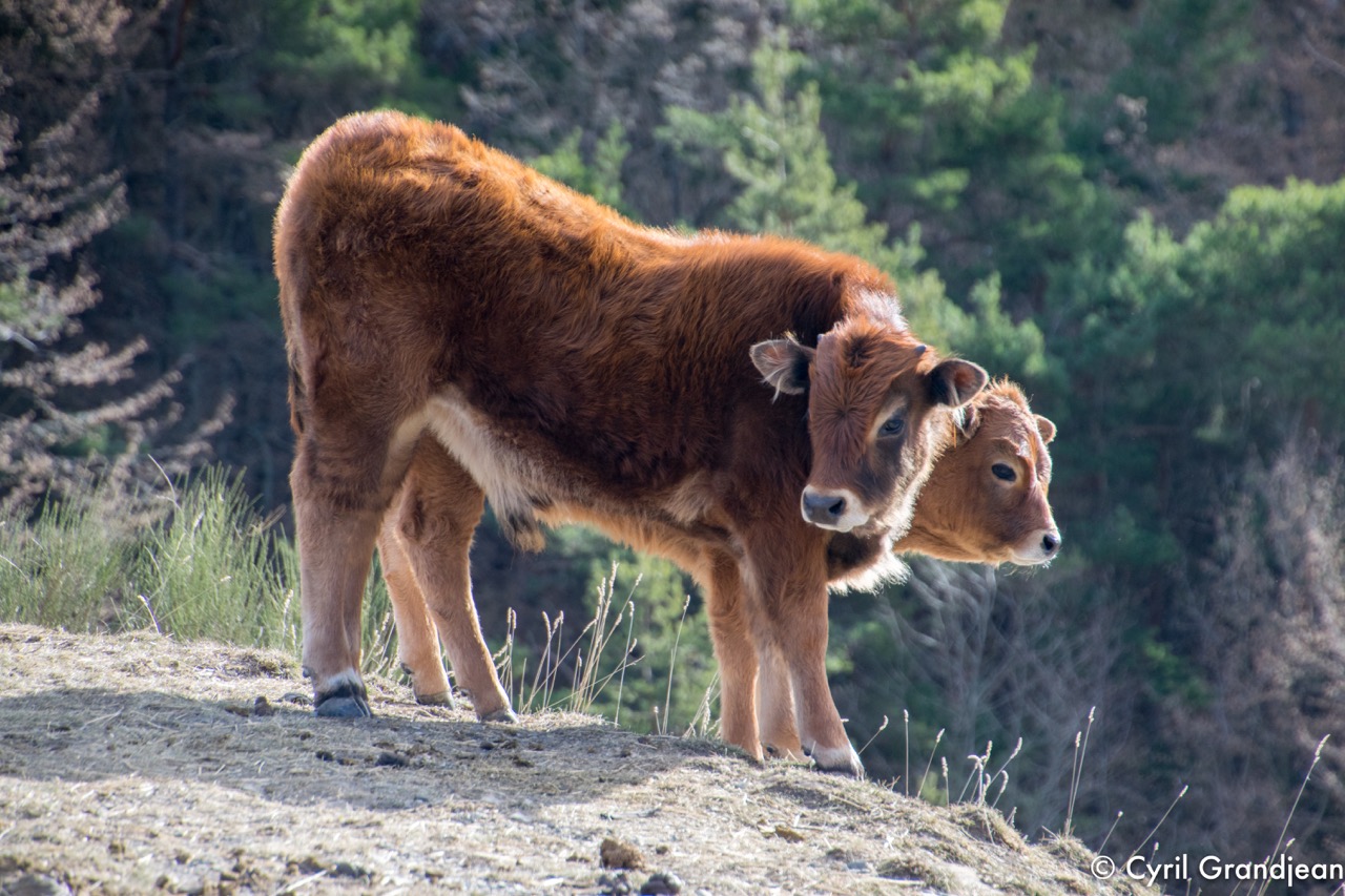 Circuit du Grand Braus