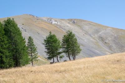 Circuit of Mount Autcellier - Refuge of Longon