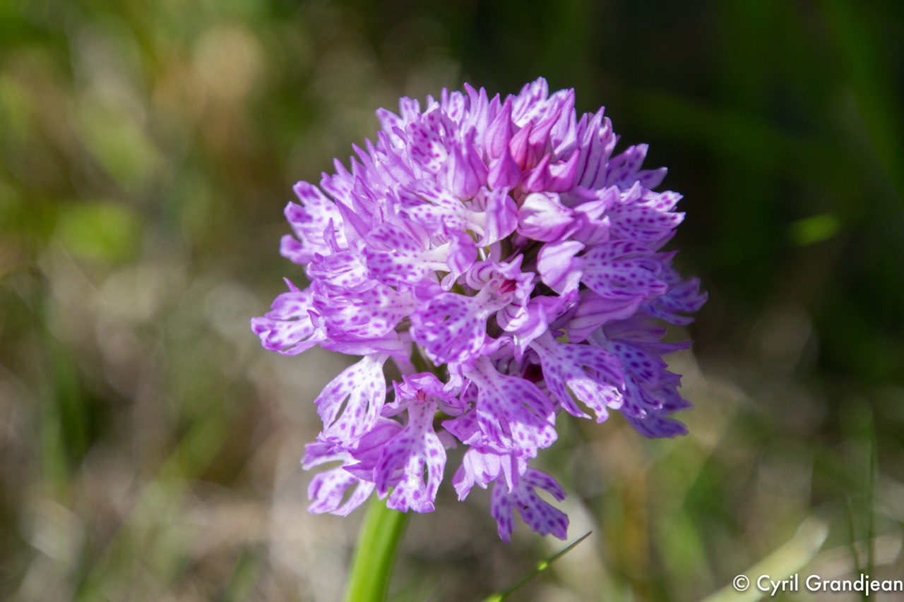 Plan des Noves (Botanical hike)