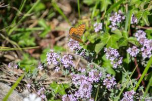 Plan des Noves (Botanical hike)