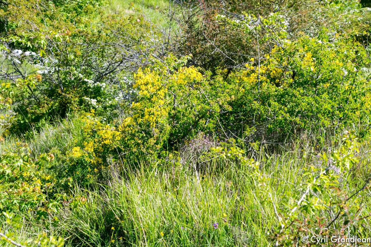 Plan des Noves (Botanical hike)