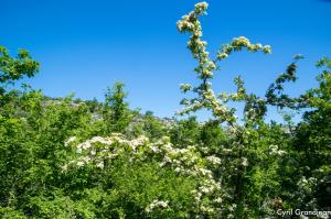 Plan des Noves (Botanical hike)