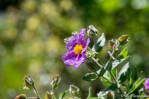 Plan des Noves (Botanical hike)