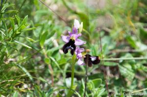 Plan des Noves (Botanical hike)