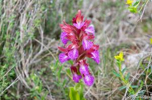 Plan des Noves (Botanical hike)