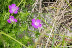 Plan des Noves (Botanical hike)