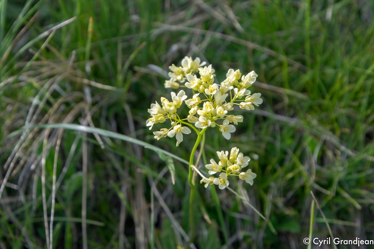Tete de Siruol et Pointe de Courpatou