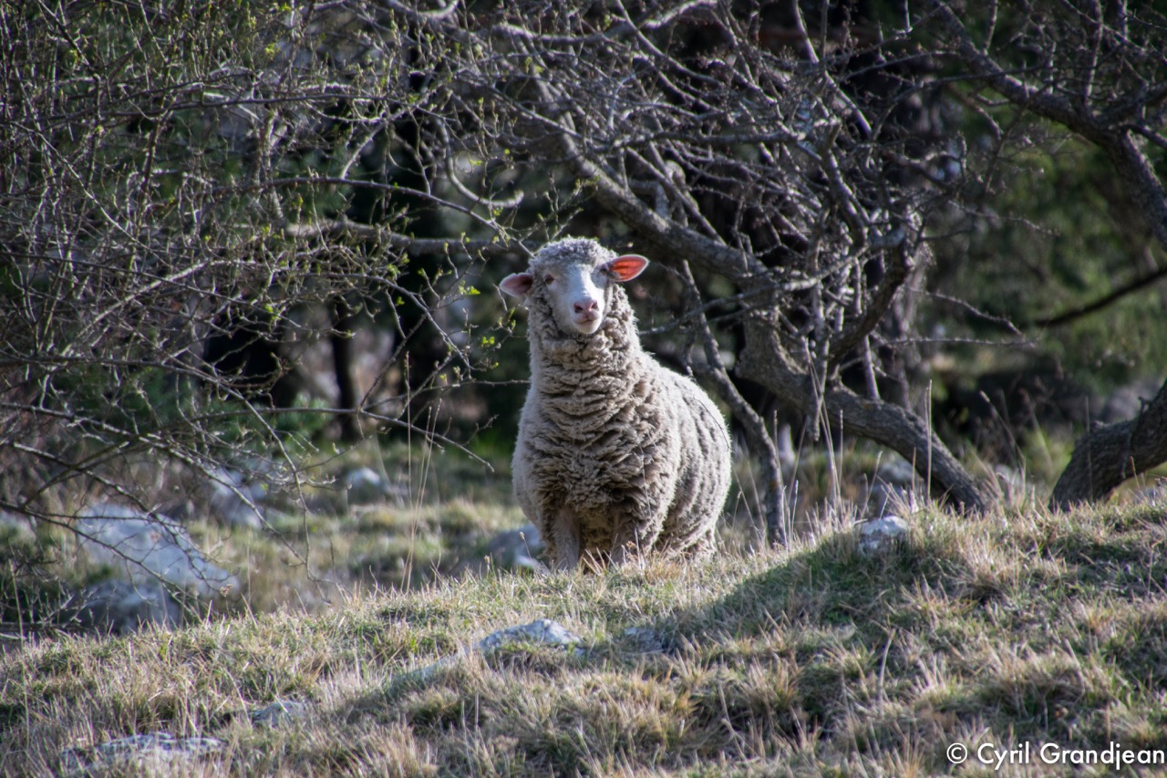 Circuit Col Razet - Colla Bassa