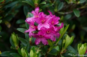 Circuit of Trecolpas