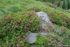 Circuit of Trecolpas