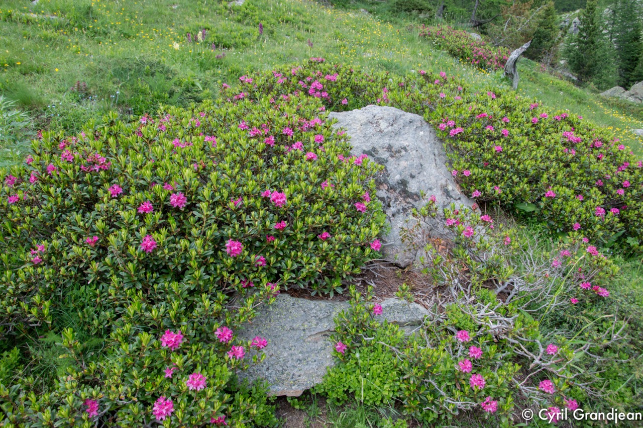 Circuit of Trecolpas