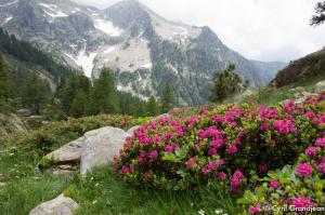 Circuit of Trecolpas