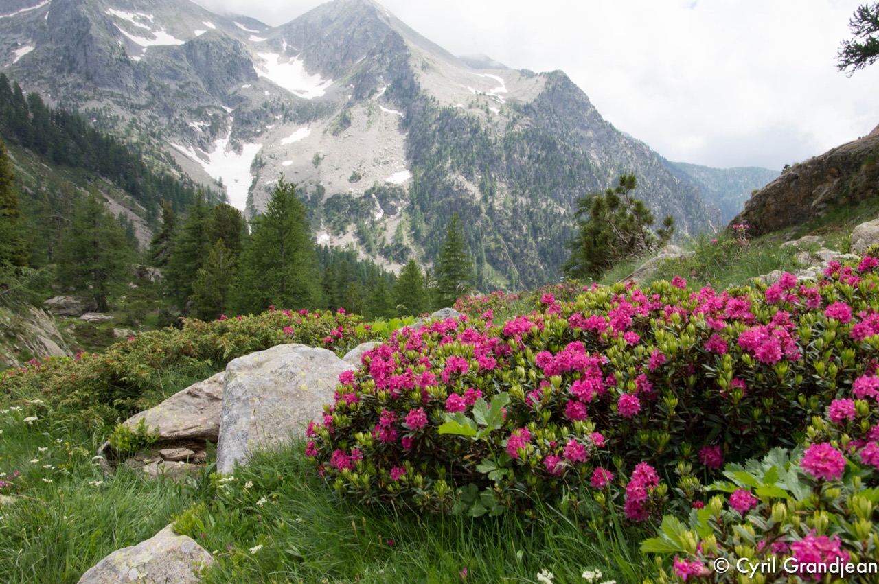 Circuit of Trecolpas