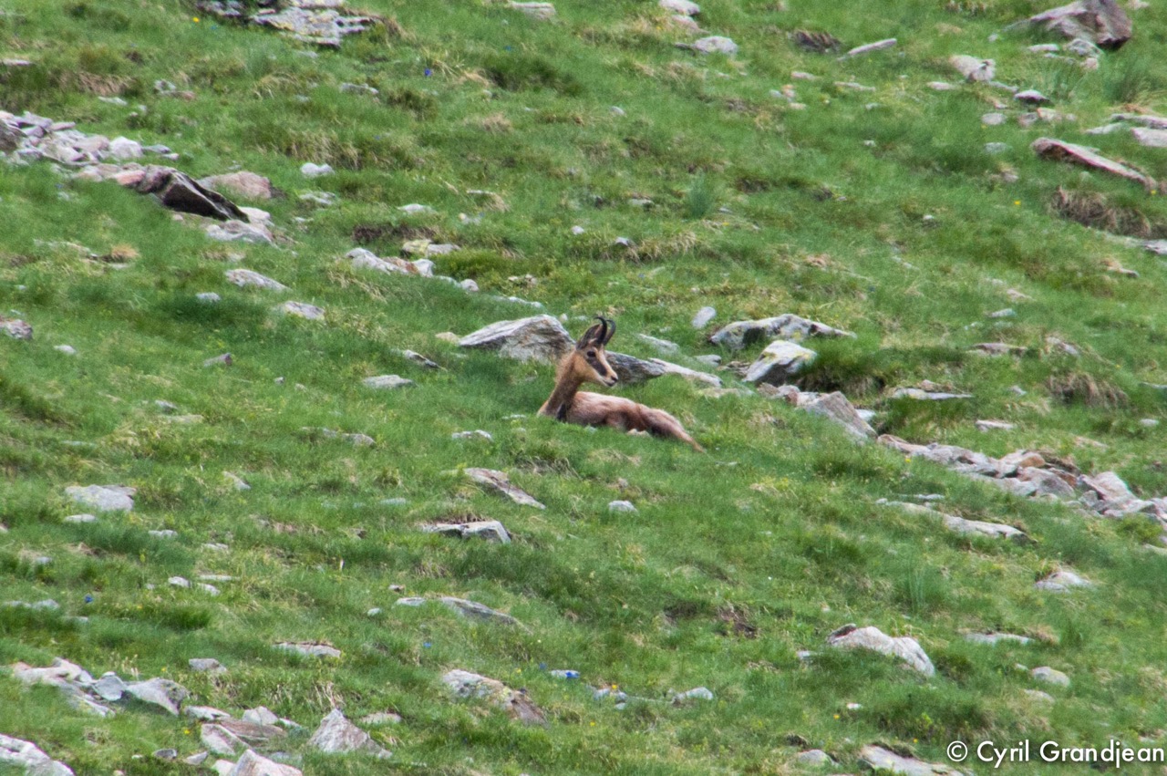 Circuit of Trecolpas