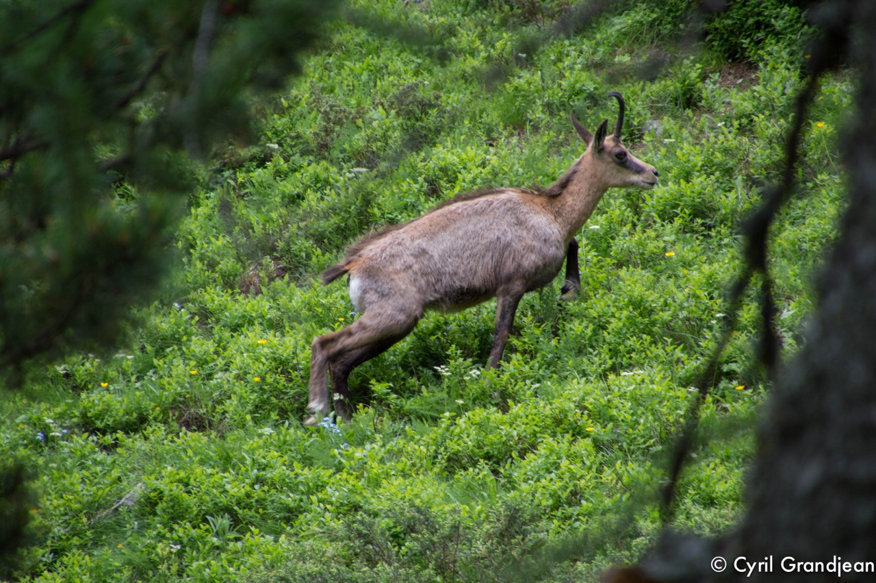 Circuit of Trecolpas