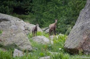 Circuit of Trecolpas