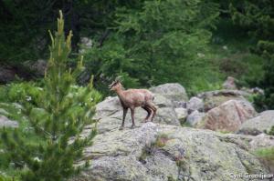 Circuit of Trecolpas