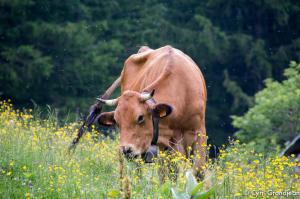 Circuit of Trecolpas