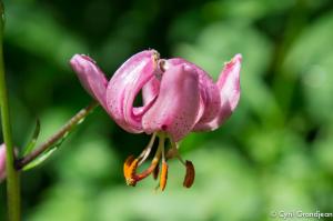 Vallée des Merveilles