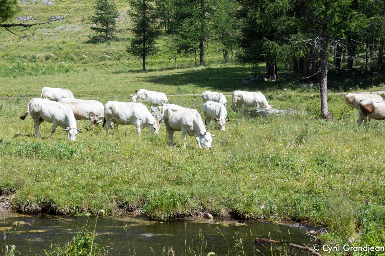 Vallée des Merveilles