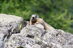 Vallée des Merveilles