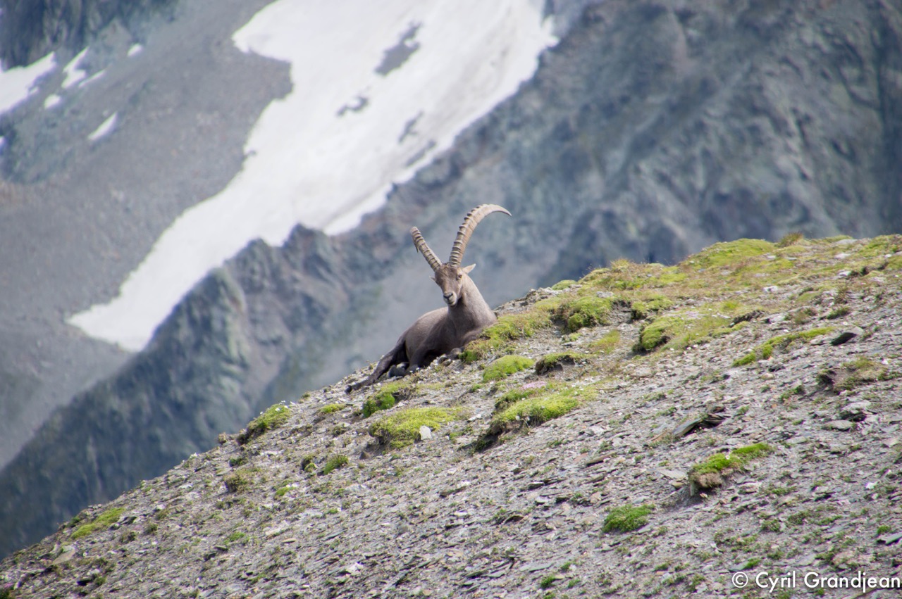 Summit of tête Nord des Fours