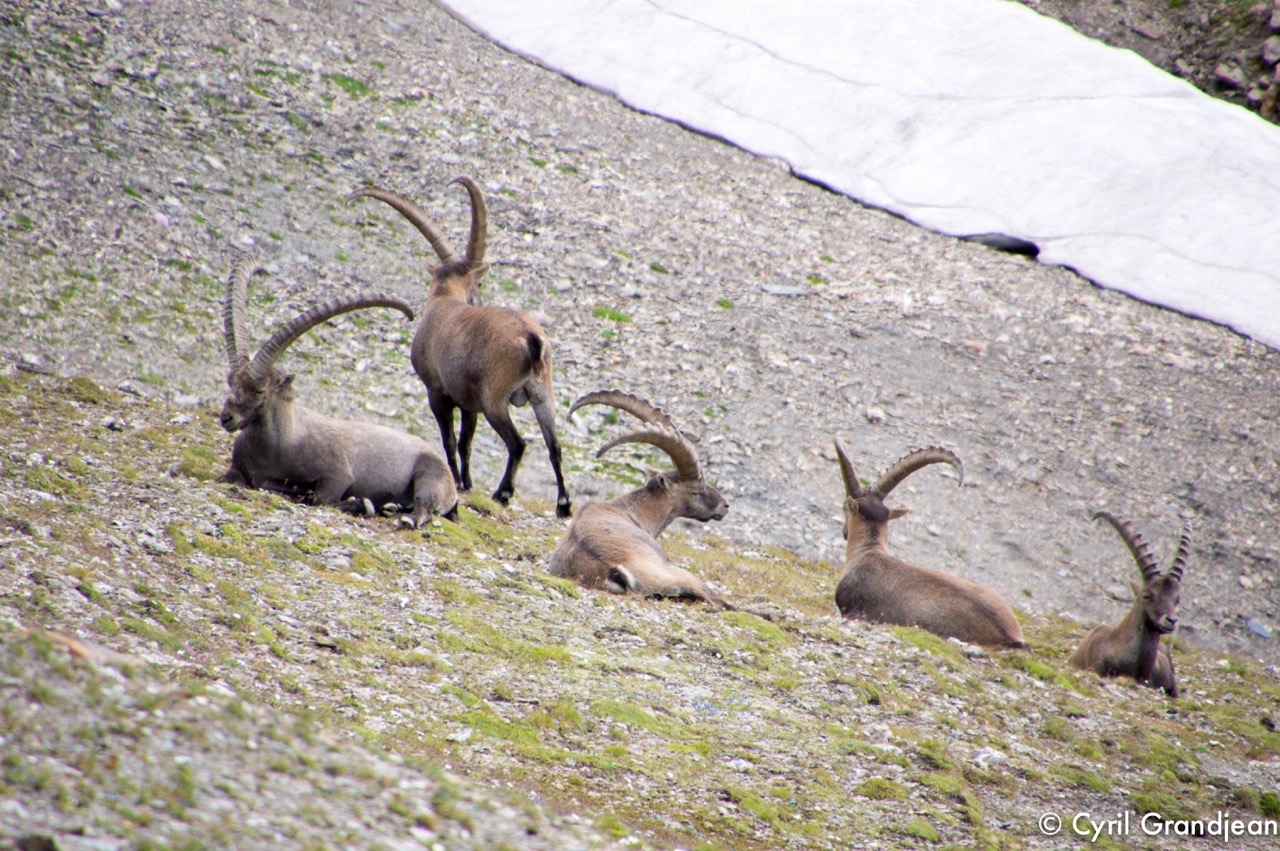 Summit of tête Nord des Fours