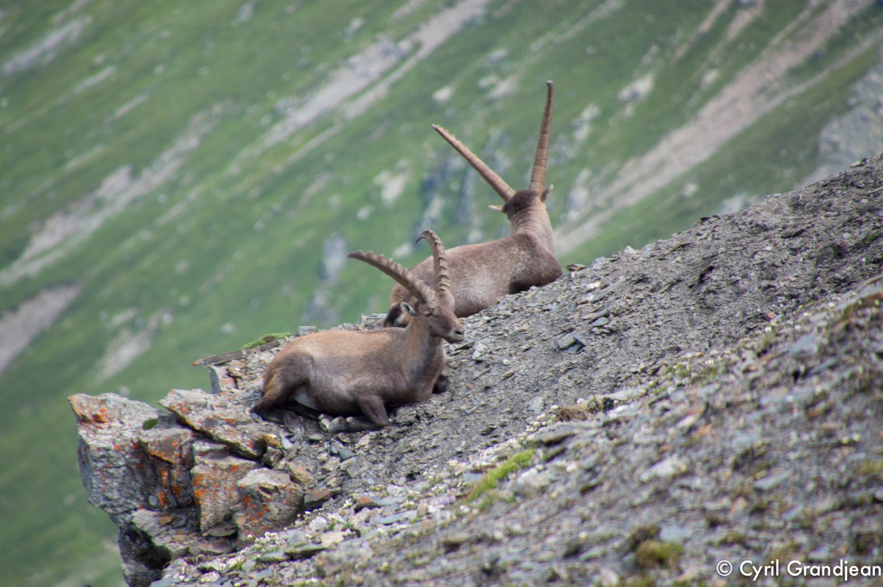 Summit of tête Nord des Fours