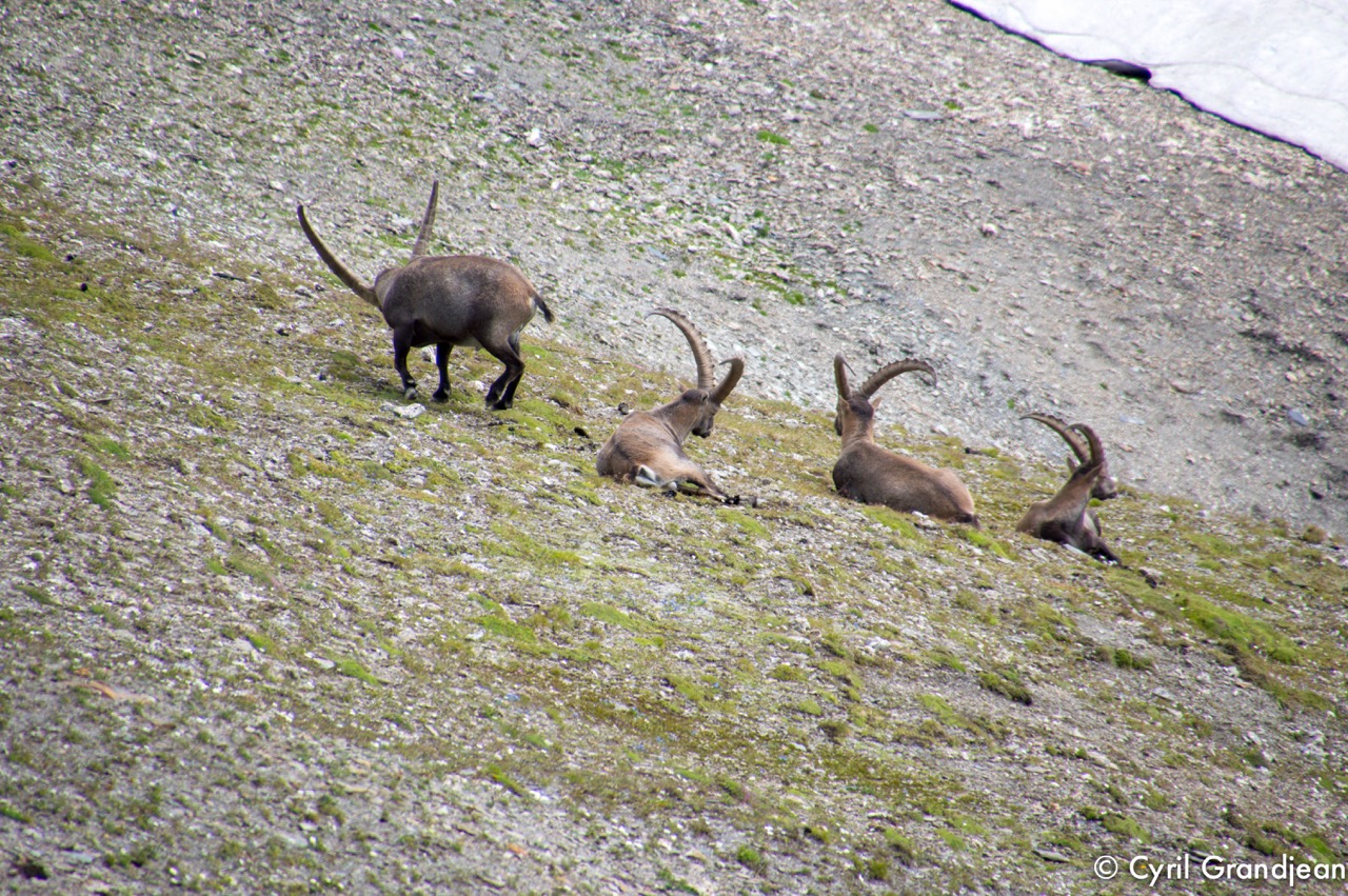 Summit of tête Nord des Fours