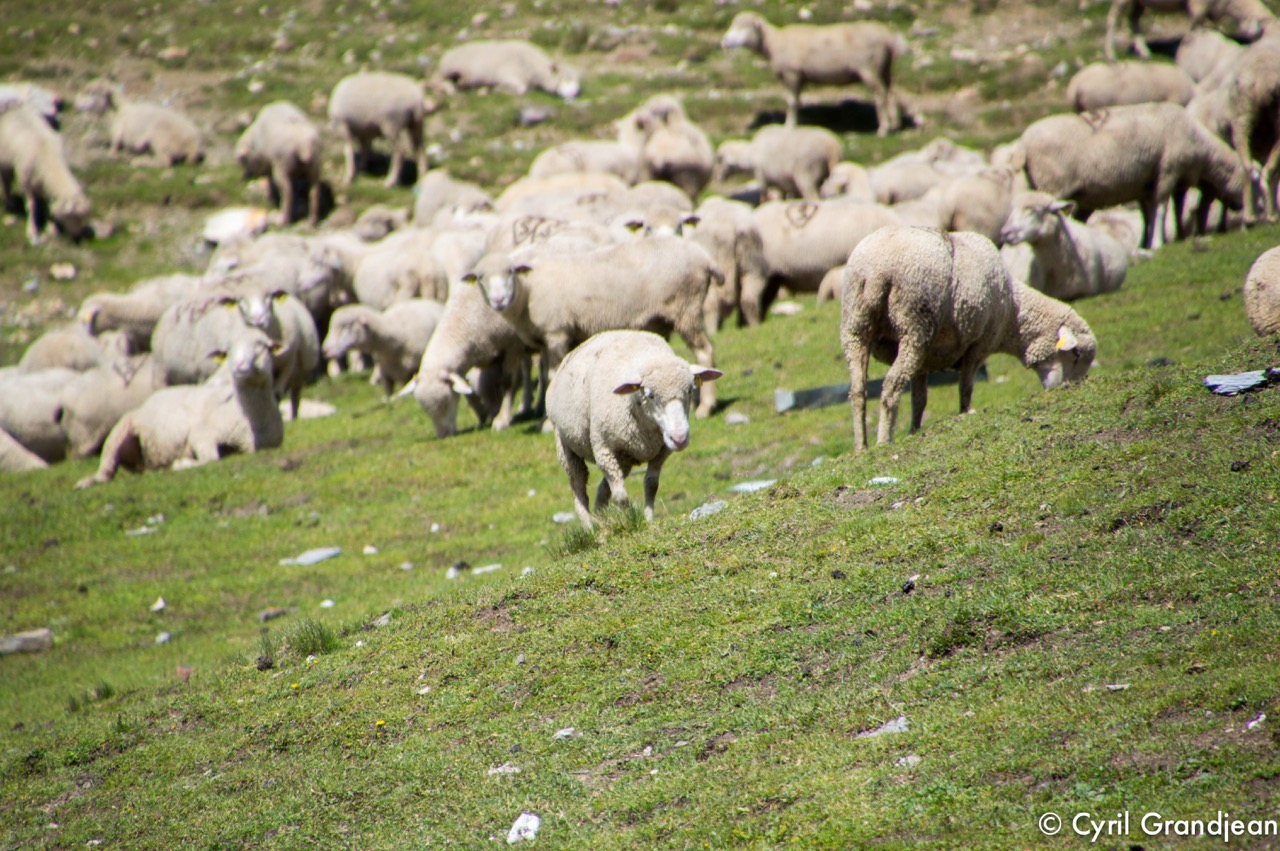 Summit of tête Nord des Fours