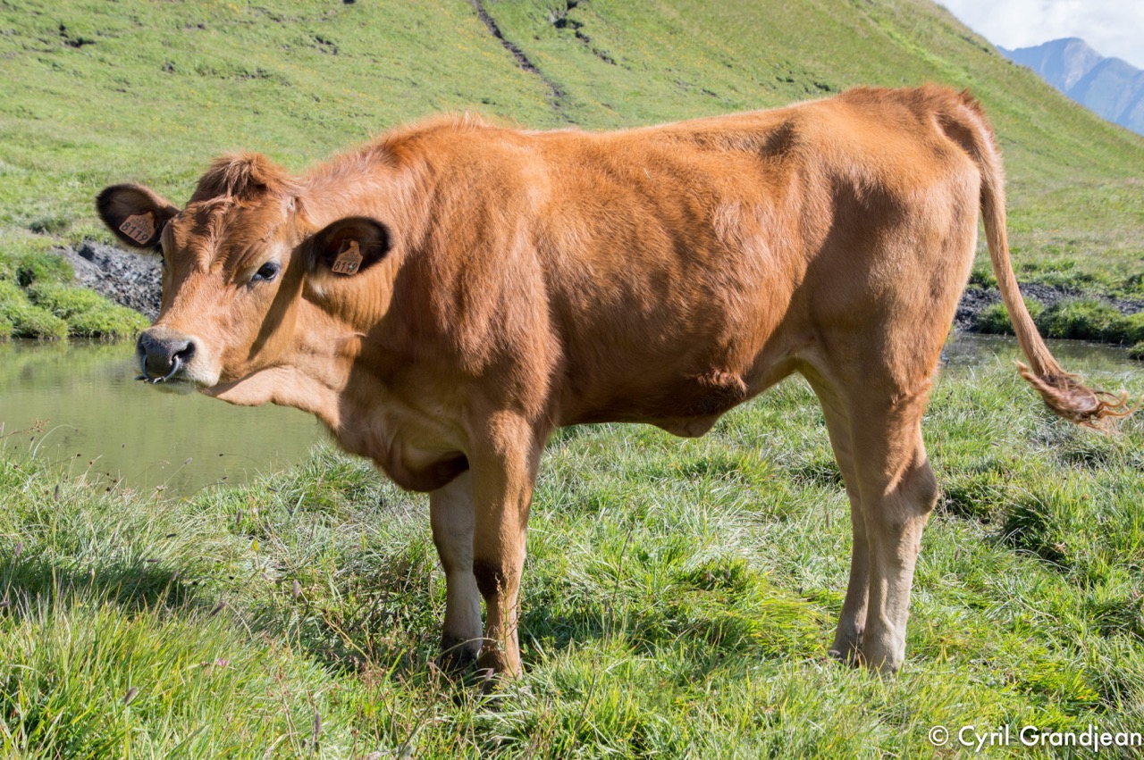 Sommet de Lancebranlette